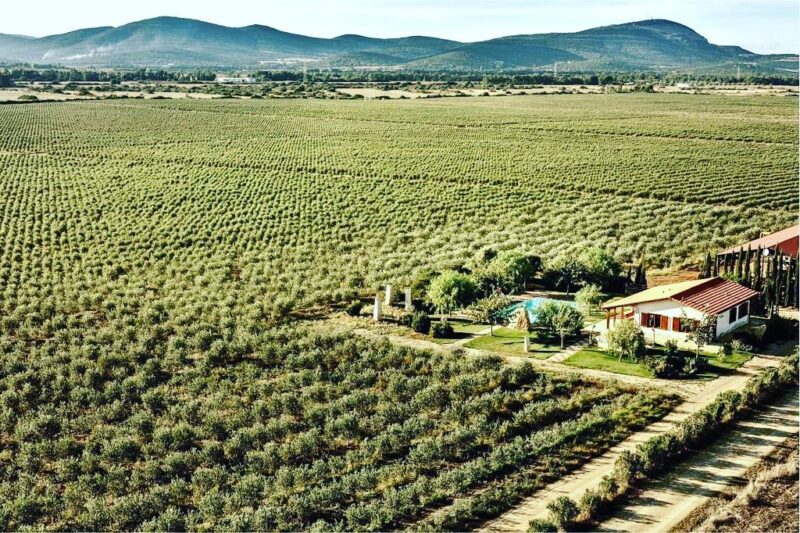 Lieve calo dei prezzi degli oliveti in Italia