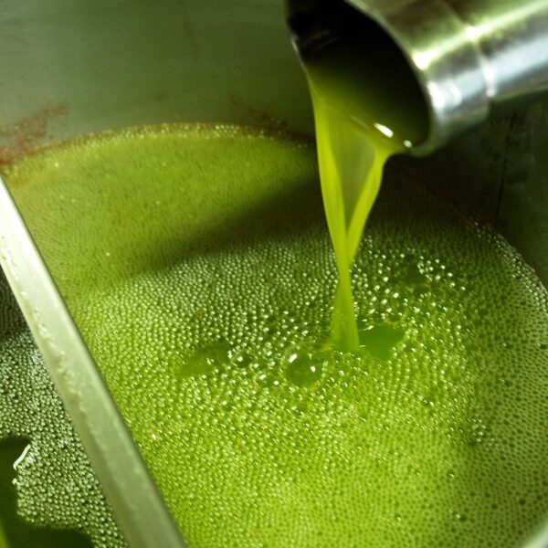 Lo stato del comparto oleario al 30 aprile 2024