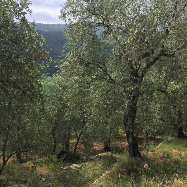 La Toscana scommette sul turismo dell’olio
