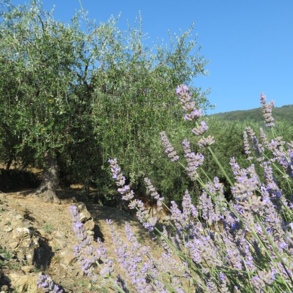 Il Ponente ligure in due elementi iconici: olive Taggiasca e lavanda