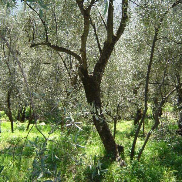 Il suono degli olivi