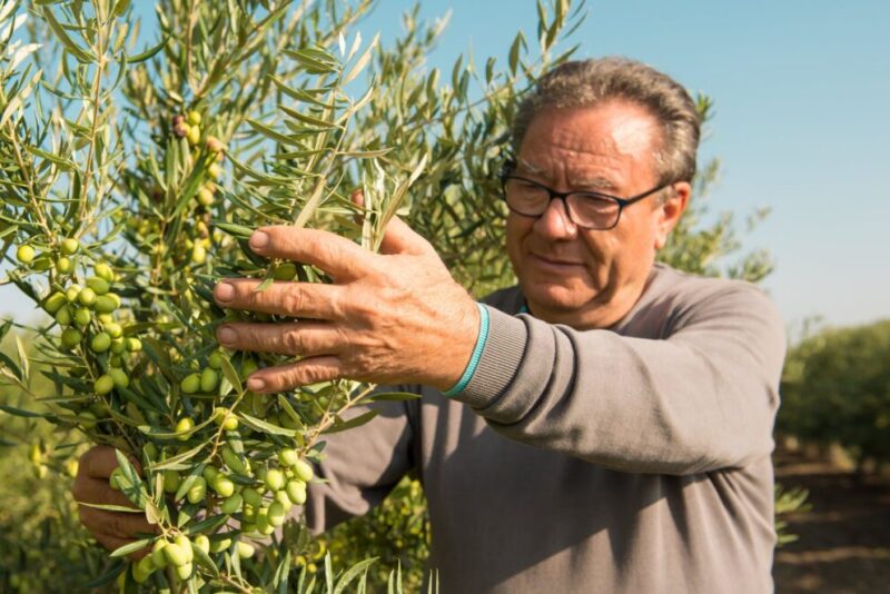 L’olivagione 2023 secondo Pietro Leone