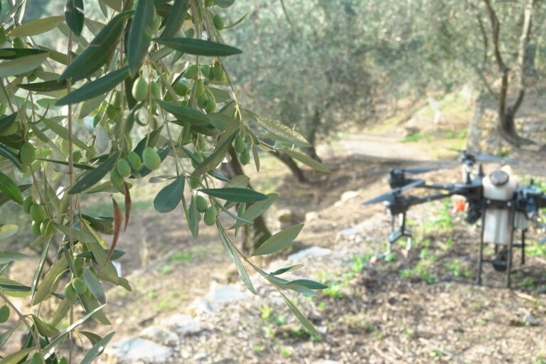 droni mosca olivo