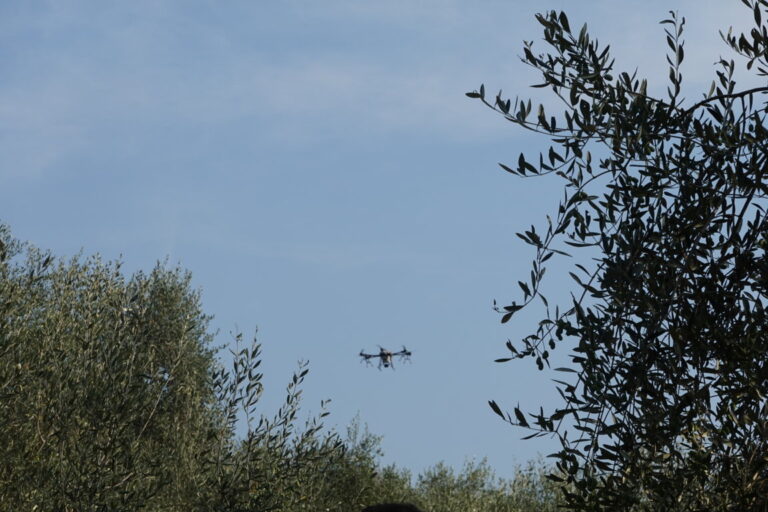 droni mosca olivo