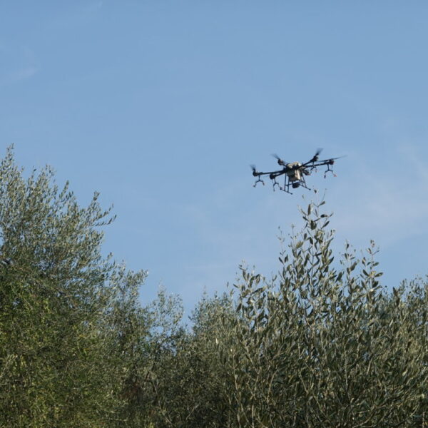 I droni per proteggere le olive dalla mosca