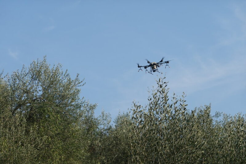 I droni per proteggere le olive dalla mosca