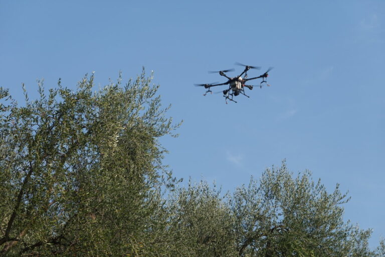 droni mosca olivo