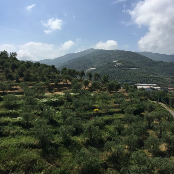 Quali pratiche agricole possono migliorare il bilancio del carbonio negli oliveti?