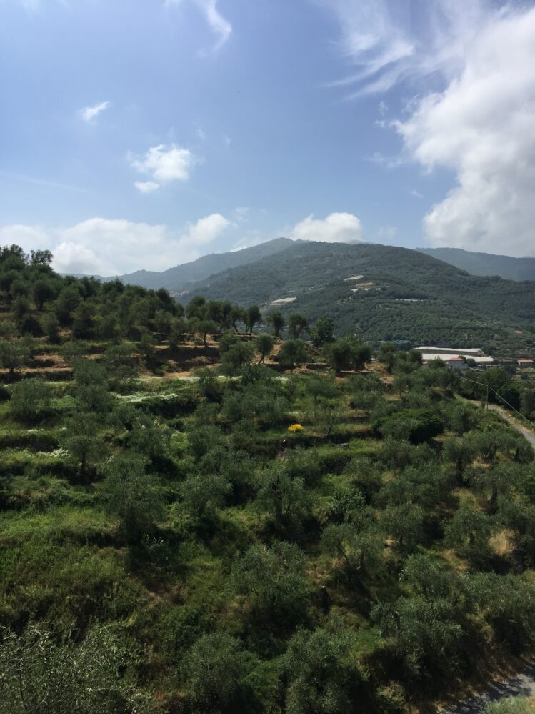 Quali pratiche agricole possono migliorare il bilancio del carbonio negli oliveti?