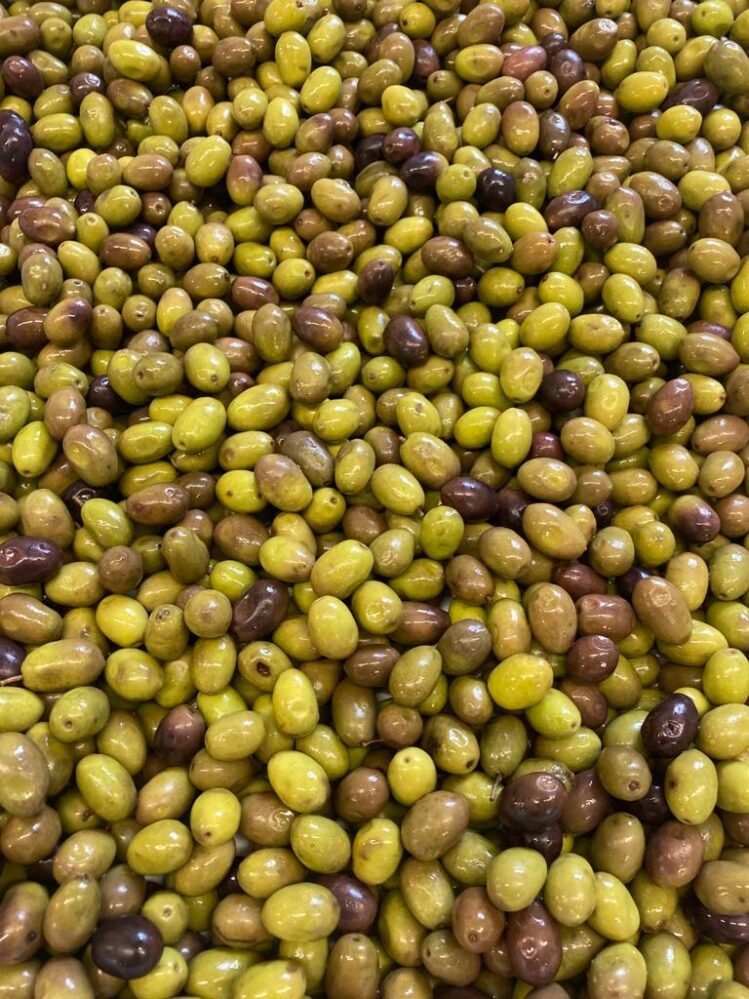 Tutto quello che c’è da scoprire sull’assaggio delle olive da mensa