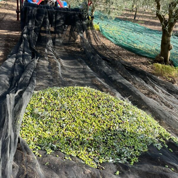 Il miglioramento della filiera olivicola a partire dalla formazione