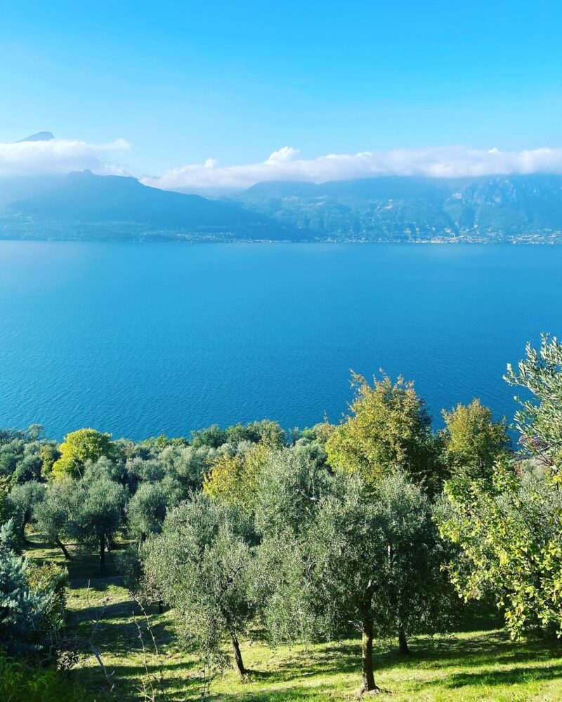 Oliveti vista lago di Garda