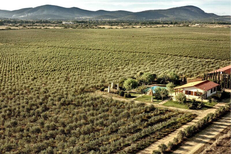 Gli olivi ci sono, le olive pure