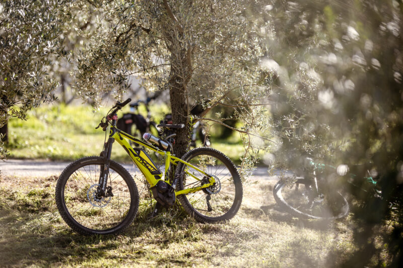 La bicicletta tra gli olivi