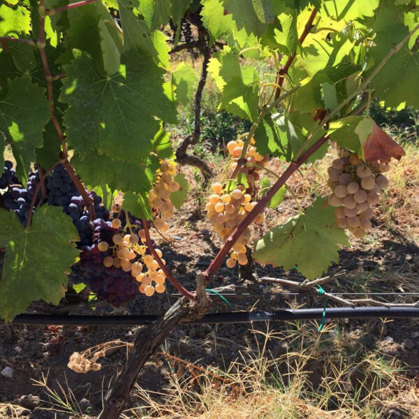 Sarà Genova la sede della Convention nazionale dell’Associazione italiana sommelier