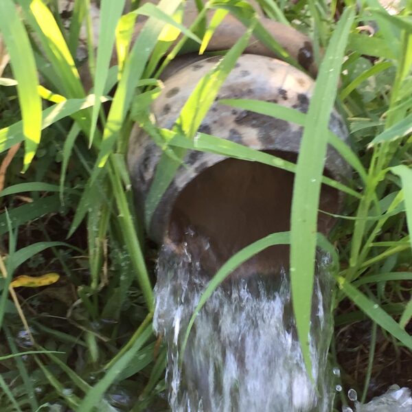 Il benessere degli animali è anche benessere delle persone