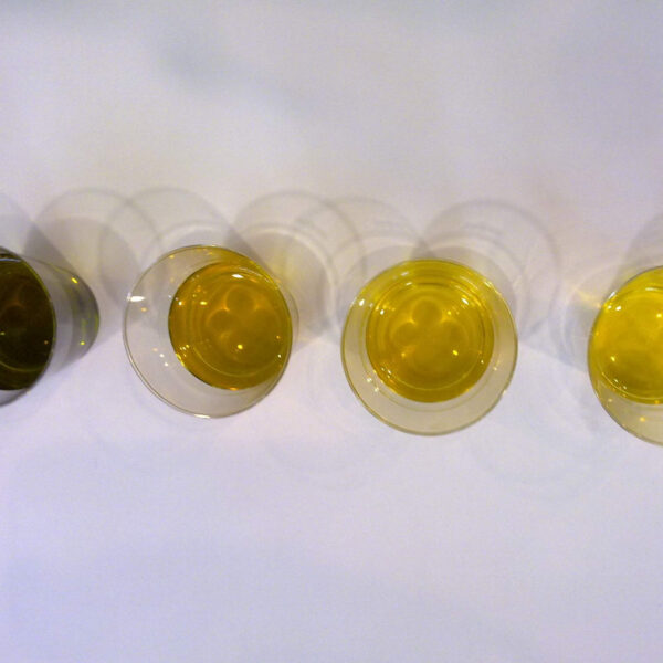 Un obiettivo chiaro: imparare a tradurre i descrittori sensoriali dell’olio 