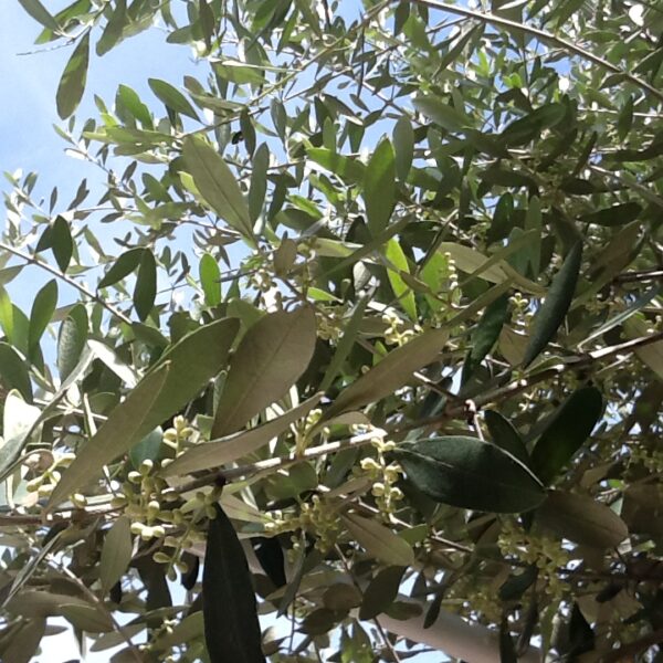 L’Italia olivicola ha il suo Parco della biodiversità