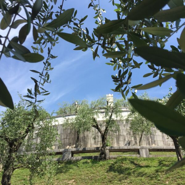 I flussi del turismo attraverso l’olivo e l’olio