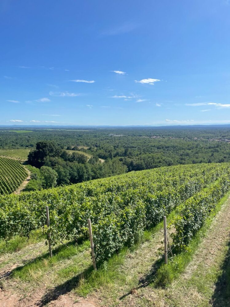 Accademia Italiana della Vite e del Vino, l’inaugurazione del 75° anno