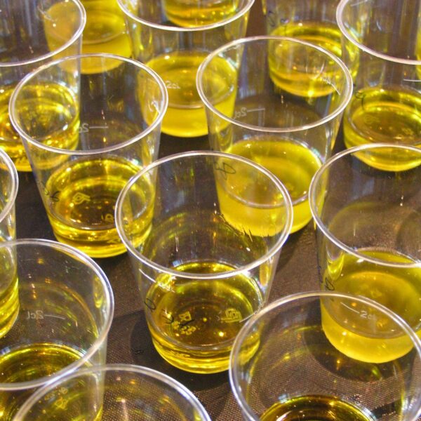 Grande attesa, al via le preselezioni del MIOOA 2024