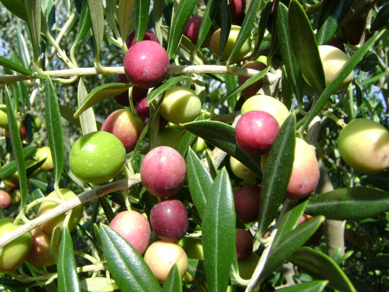 L’oliveto Italia si muove intorno alla cultivar Favolosa
