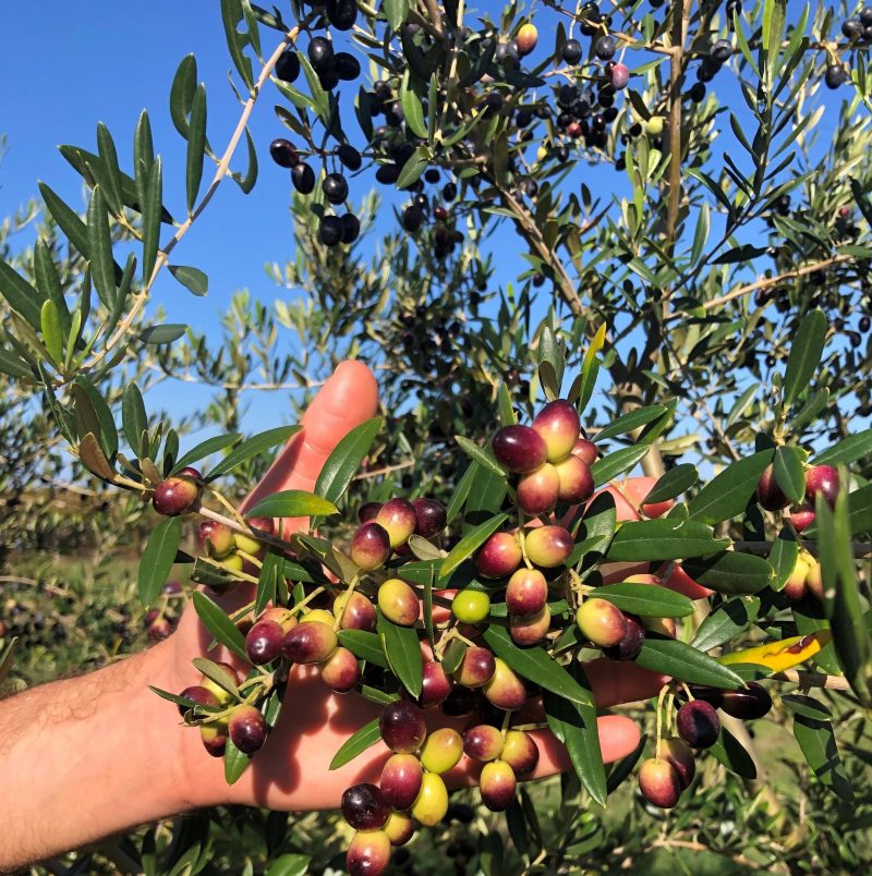 Per un buon raccolto, serve un’accurata difesa dell’olivo