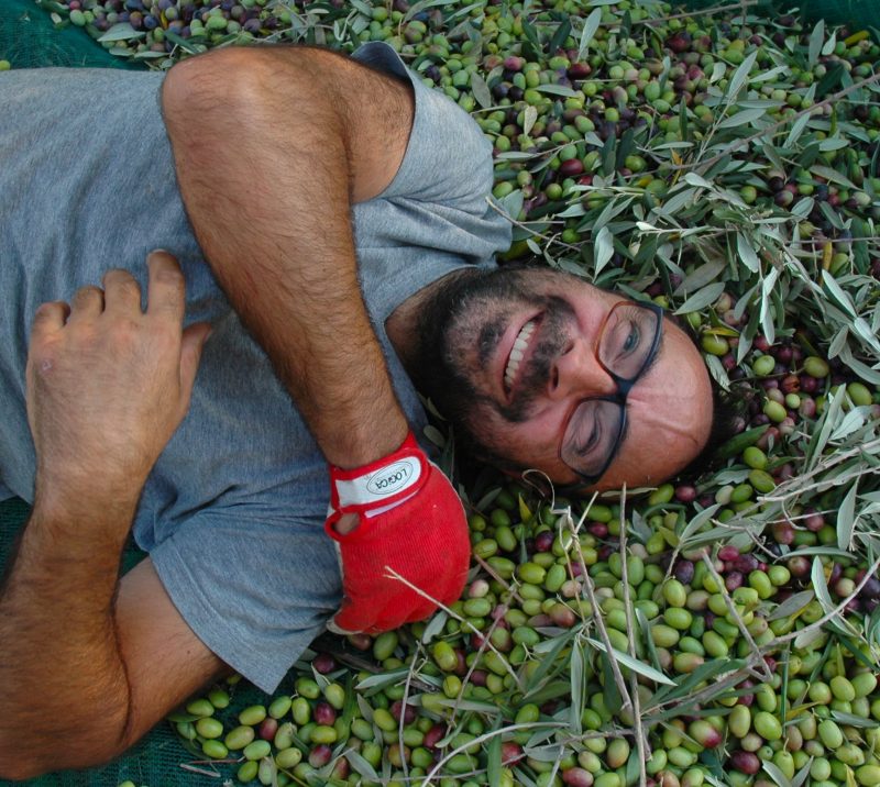 La gioia per le olive raccolte. Memorie di un olivicoltore
