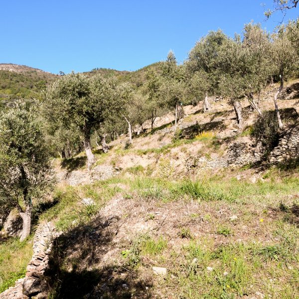 Una poesia per l’olivo