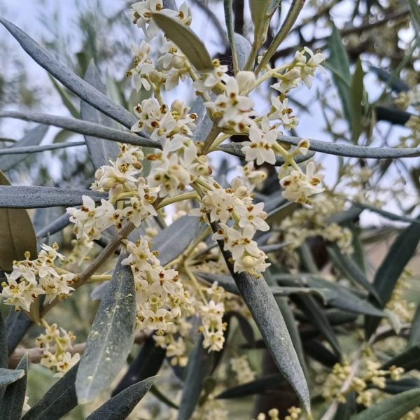 Come sarà l’olivagione 2024? Le previsioni a partire dalla fioritura