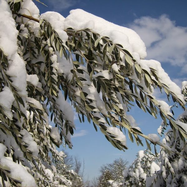 L’olivicoltura piemontese del Monferrato si rende protagonista di un nuovo corso