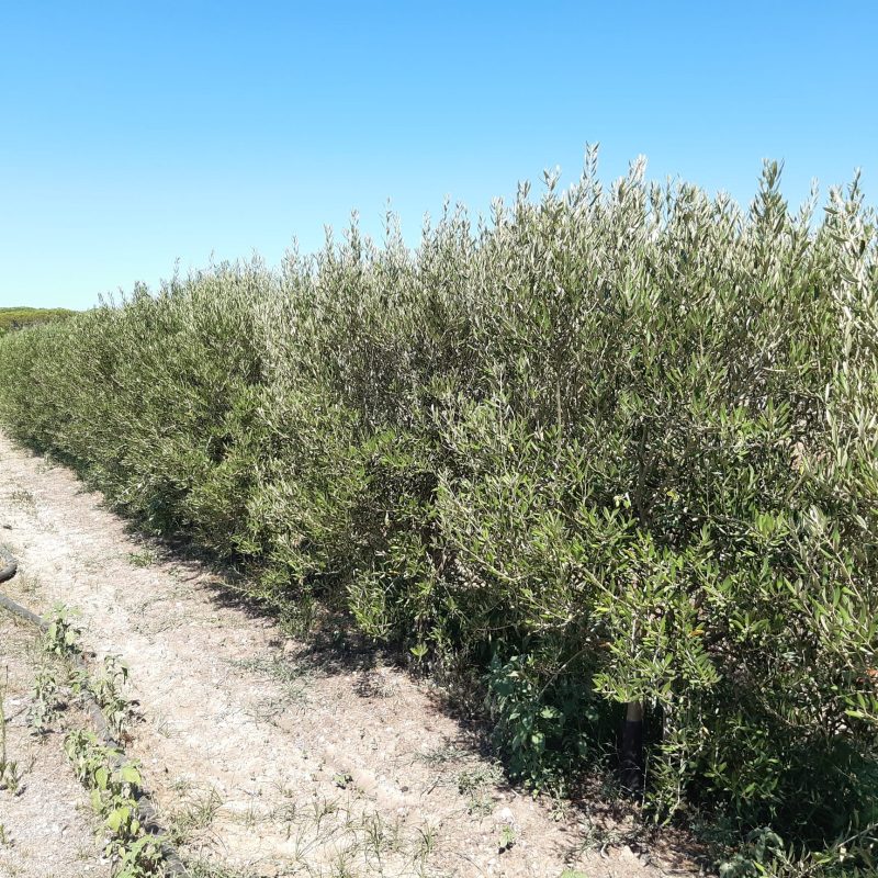 Xylella, ora è ufficiale: autorizzati gli impianti di olivo Lecciana e Leccio del Corno