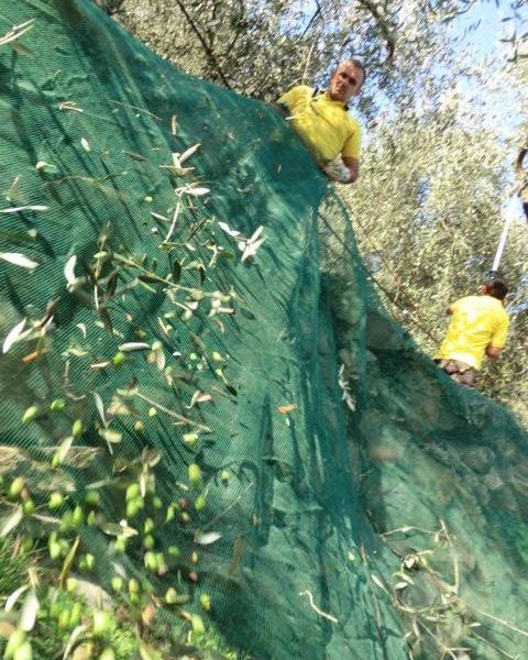 Cosa si prospetta per la campagna olearia 2024-2025