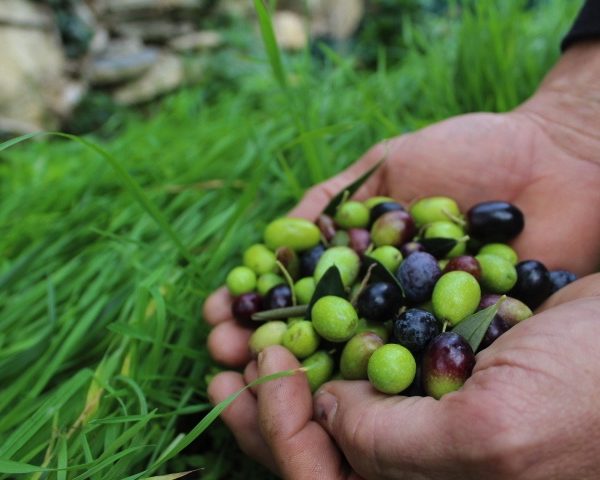 A Meditaggiasca si celebra una cultivar per il suo alto valore identitario