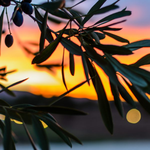 I sommelier Ais veicolano la cultura dell’olio in Puglia