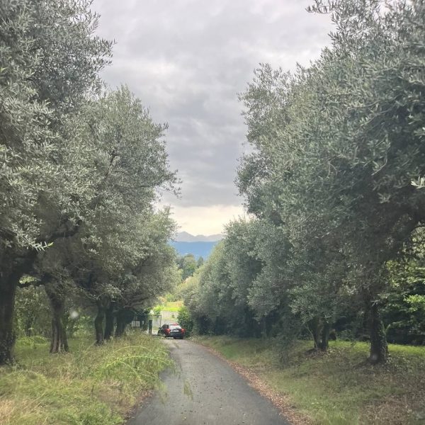 Tutto quel che serve sapere intorno alla biodiversità olivicola piemontese