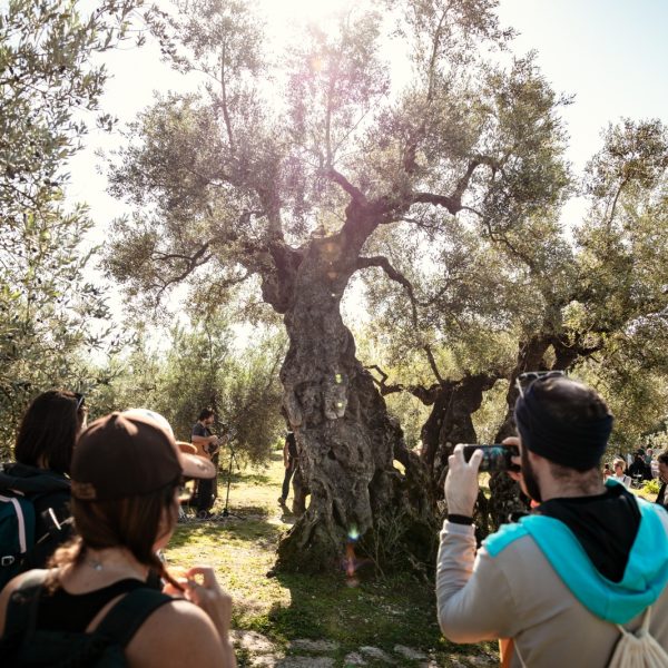 Un virtuoso esempio di efficienza? La Strada dell’olio Dop Umbria