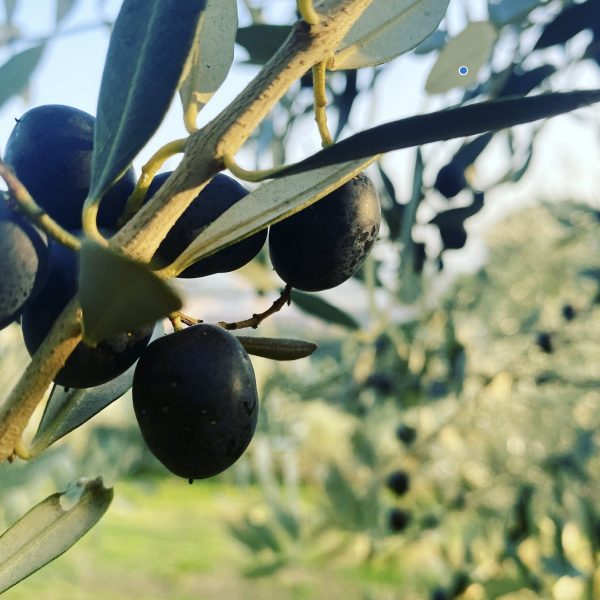 Il modello Piemonte per risollevare l’olivicoltura italiana