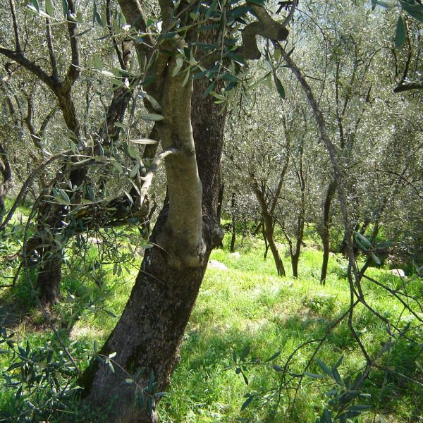 Le aziende olearie debbono puntare sullo sviluppo sostenibile