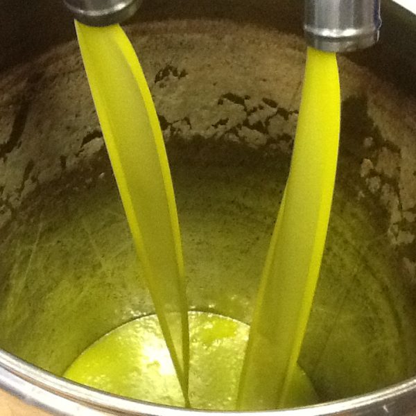 Quanto olio ci riserverà l’olivagione 2024?