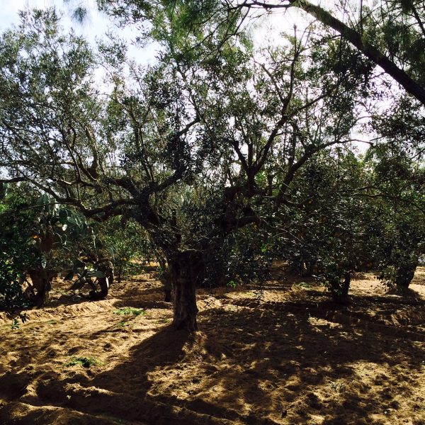 La formazione degli olivicoltori parte dal recupero della biodiversità