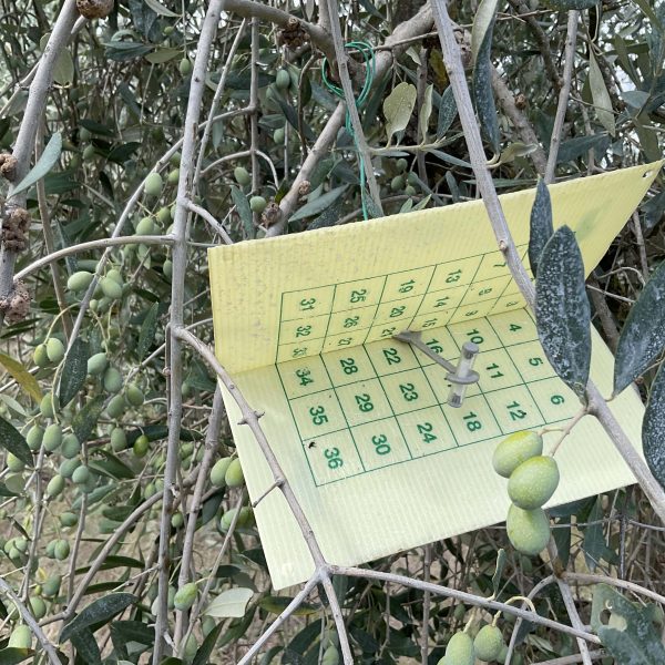 Le prospettive dell’olivagione 2024 in Umbria