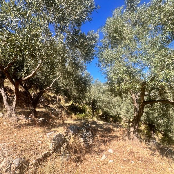 C’è grande attesa a Toirano per Ulivissima