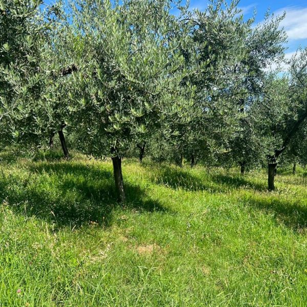 L’olio e il vino. A Olivola
