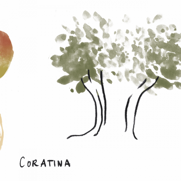 E se fosse la Coratina l’olivigno più trend d’Italia?