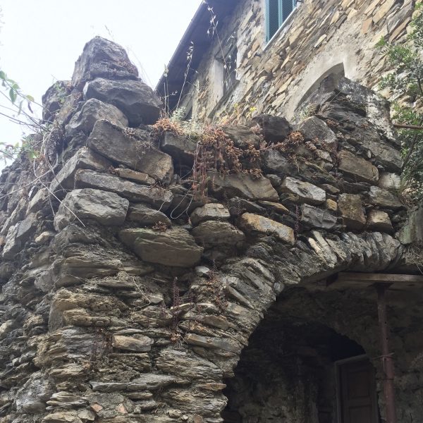 Gli olivi, l’olio, la casa dei misteri e la truffa sventata