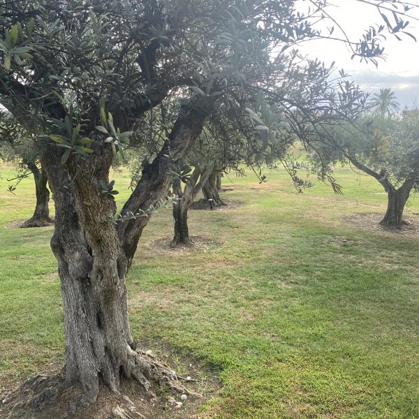 L’olio, il vino, il cibo, la gastronomia, la letteratura