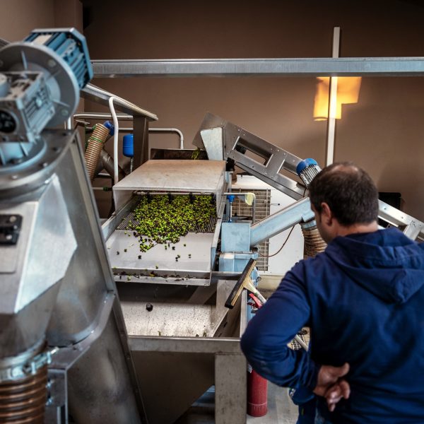 Olivagione 2025, è la volta di “Frantoi Aperti in Umbria”