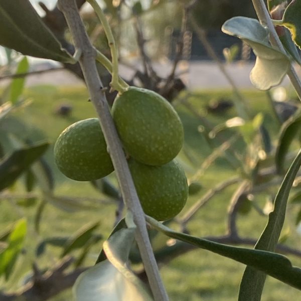 Che prospettive ha l’olivicoltura del nord Italia?