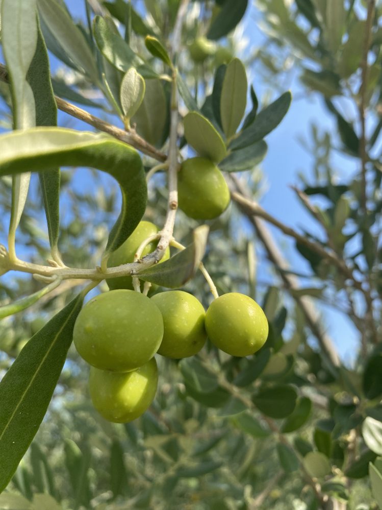 In Veneto la domanda di olio c’è, manca la produzione